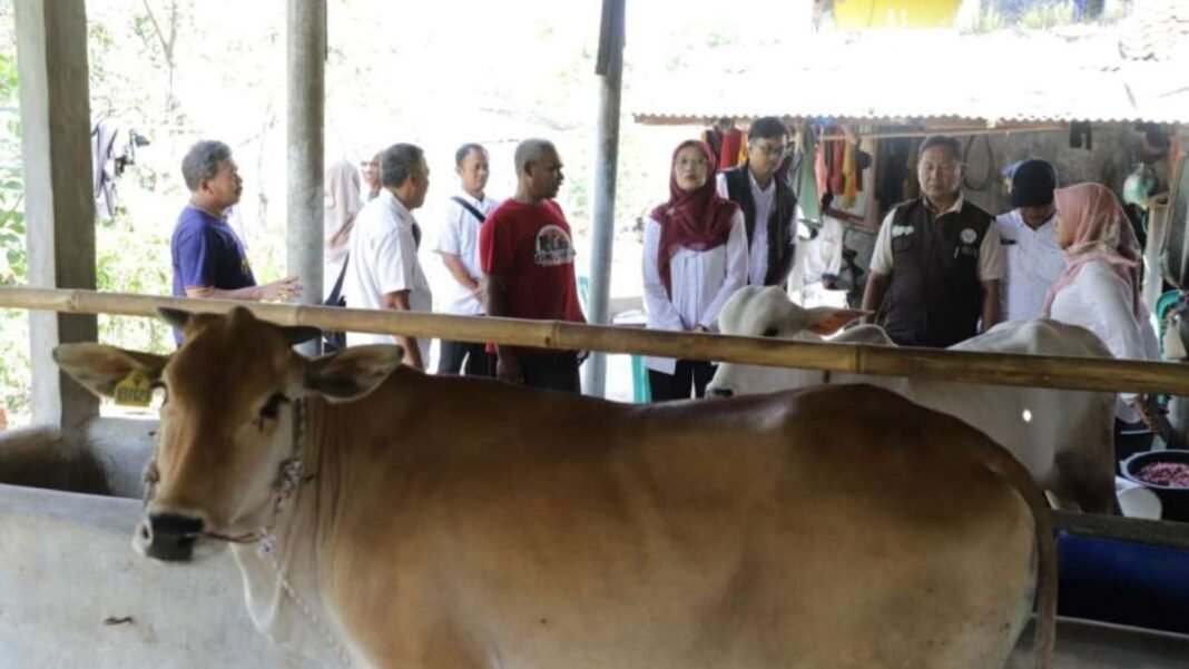 Pemprov Jabar Salurkan 24 Bibit Sapi Potong untuk Perkuat Peternakan Rakyat
